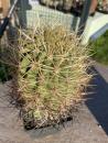 Denmoza rhodacantha var. diamantina
